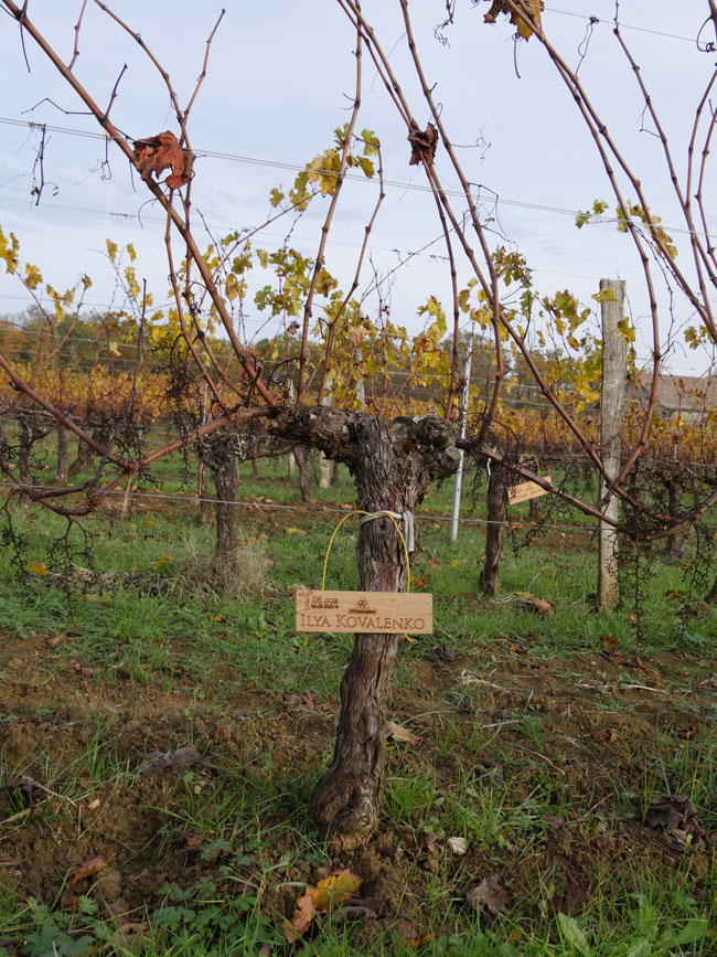 Виноградник на урожай